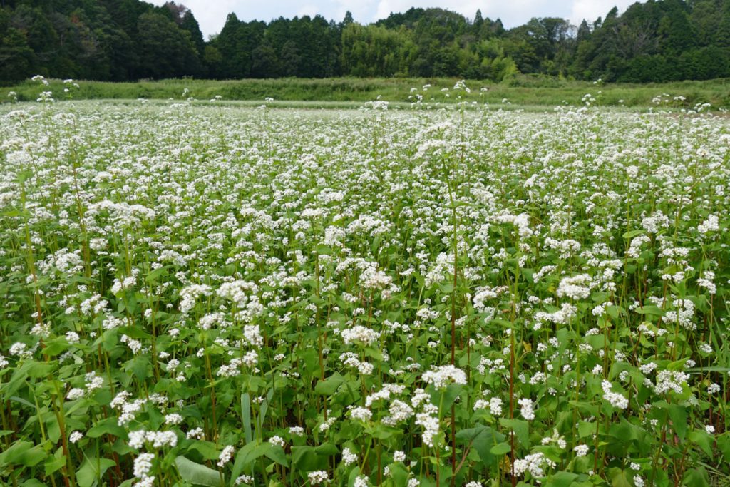 そばの花が満開